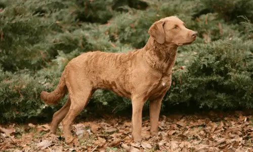 Chesapeake Bay Retriever