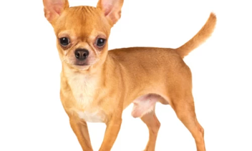 Chihuahua shorthaired