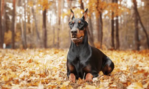 Doberman