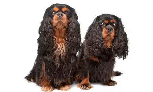 King Charles Spaniel
