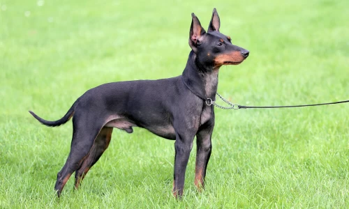 English Toy Terrier (English Black-and-Tan Terrier)