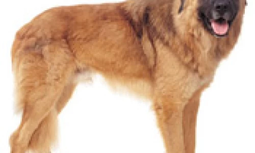 Estrela Mountain Dog shorthaired