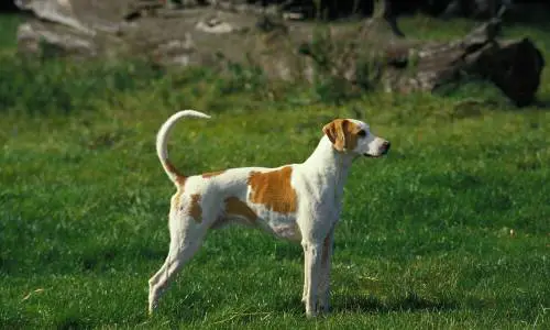 Französischer weiss-oranger Laufhund