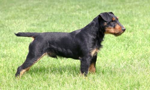 Jagdterrier