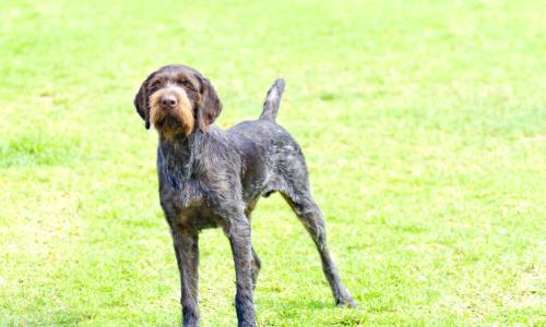 Chien d'arret Allemand a poil raide