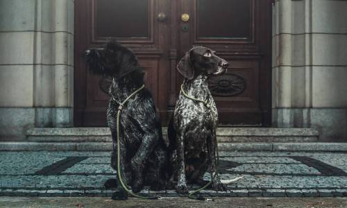 Немецкий курцхаар