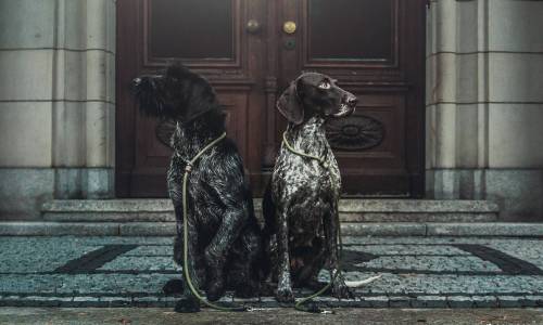 German Shorthaired Pointer