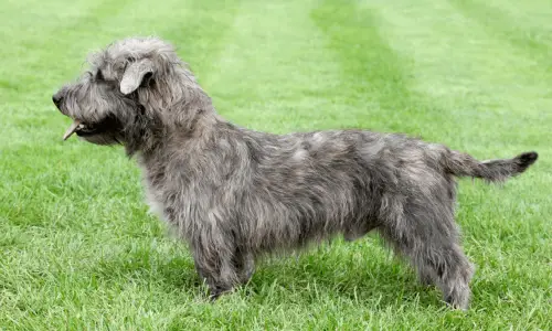 Irischer Glen of Imaal terrier