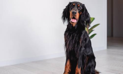 Gordon Setter
