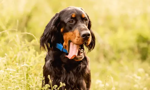 Setter scozzese
