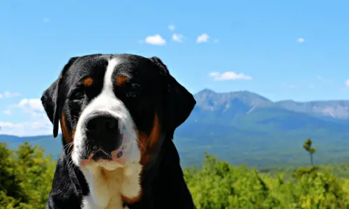Grosser Schweizer Sennenhund