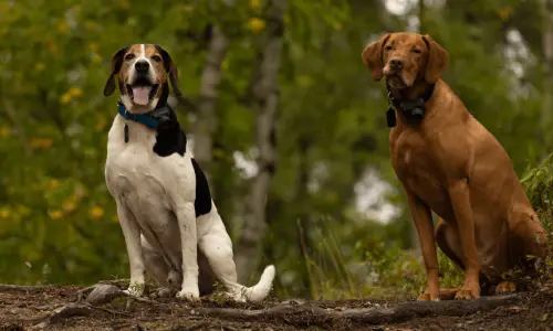 Chien Courant de Halden