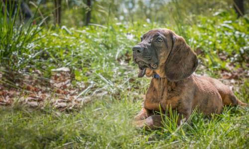 Hannoverischer Schweisshund