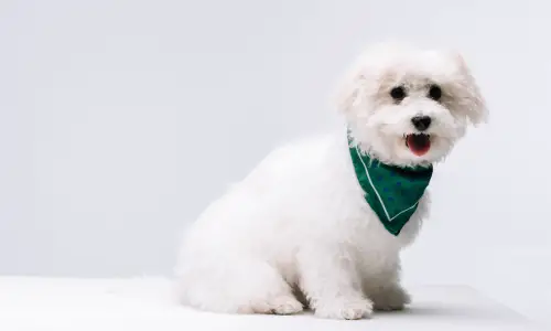 Havanese