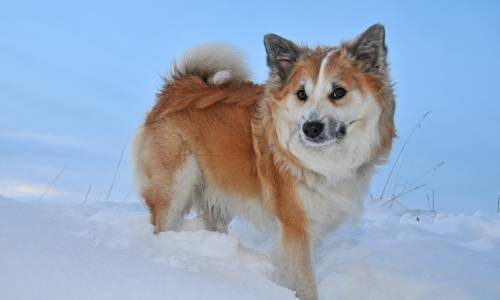 Islandhund