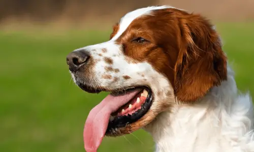 Setter Irlandais Rouge et Blanc