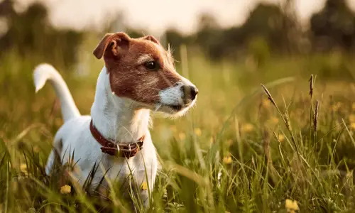 Jack Russell terijer