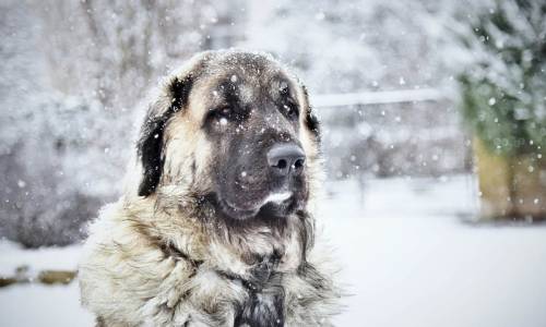 Anatolian Shepherd (Kangal Shepherd Dog)