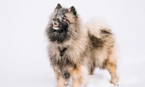 Deutscher Spitz - keeshond