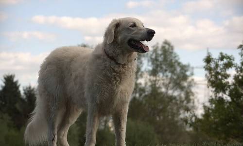 Kuvasz