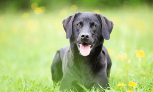 Labrador Retriever