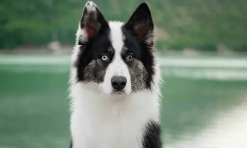 Yakutian Laika