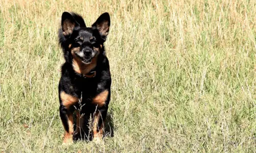 Lancashire Heeler
