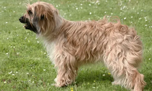 Pyrenean Sheepdog, Longhaired