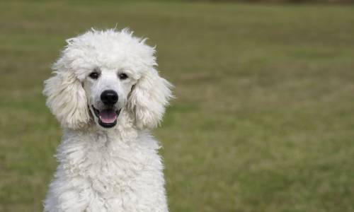 Poodle Medium