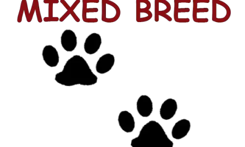 Mixed breed