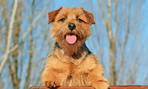 Norfolk Terrier