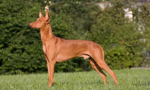 Pharaonenhund
