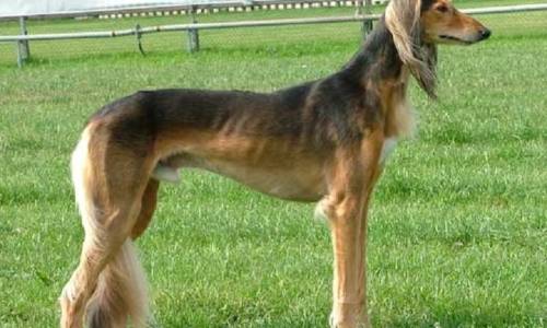 Saluki - feathered