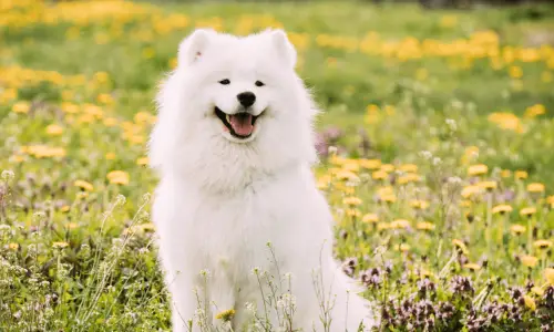 Samoyed