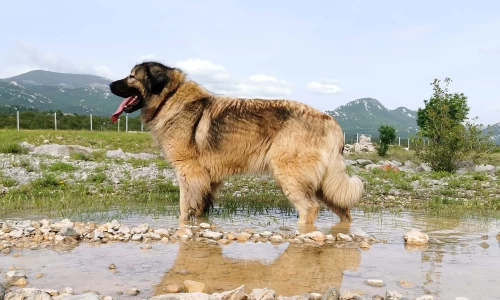Yugoslavian Shepherd Dog - Sharplanina