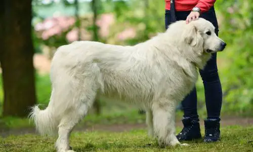 Slovački pastirski pas