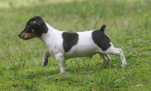 Teddy Roosevelt Terrier