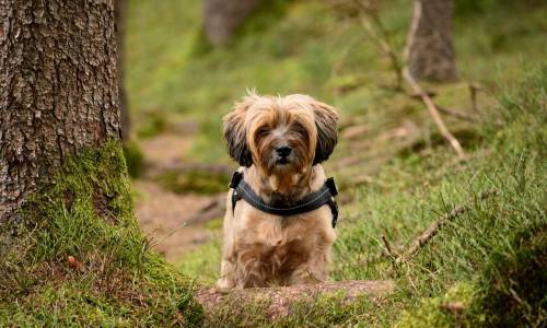 Tibetan Terrier