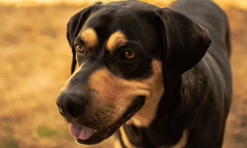 Transylvanian Hound
