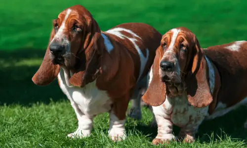 Basset Hound