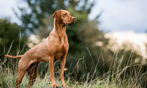 Vizsla