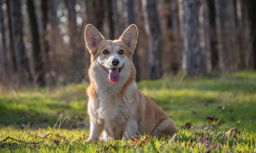 Welsh Corgi, Pembroke