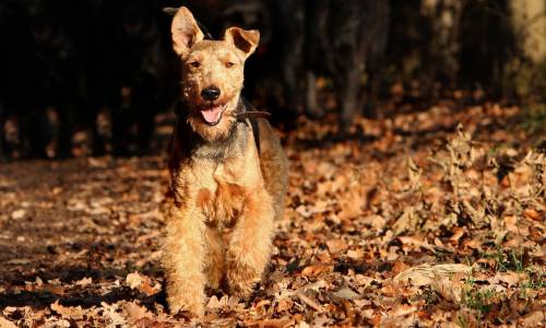Welsh Terrier