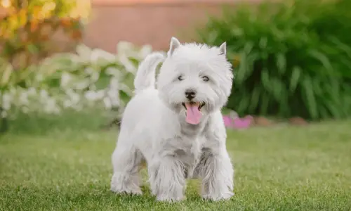 West Highland White Terrier - Westie