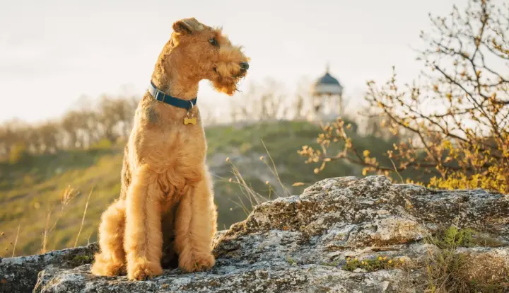 Airedale Terrier