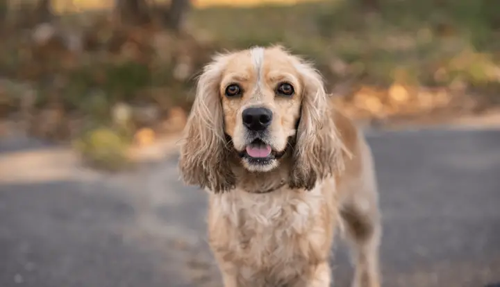 Американский кокер-спаниель