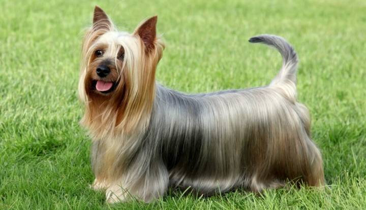 Australian Silky Terrier