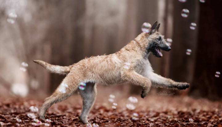 Belgischer Schäferhund - Laekenois