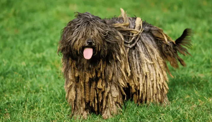 Bergamasco Shepherd