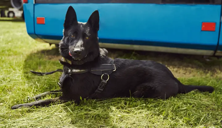 Black Norwegian Elkhound